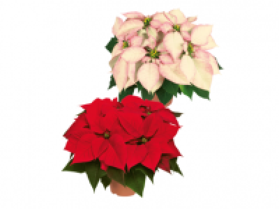 Extra Large Poinsettia 9.99 €