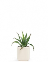 Marks and Spencer  Small Aloe in Ceramic Pot