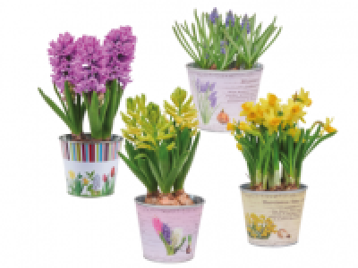 Lidl  Spring Bulbs in Zinc Pot