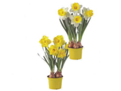 Lidl  XXL Daffodils