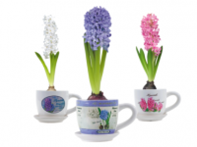 Hyacinth in Cup 3.99 €