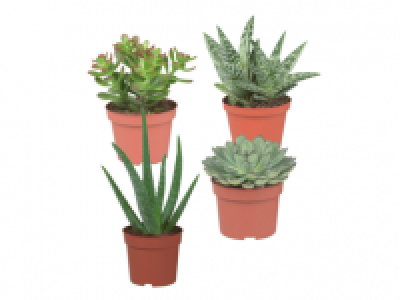Assorted Succulents 2.99 €