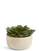 Marks and Spencer  Large Echeveria in Stone Pot