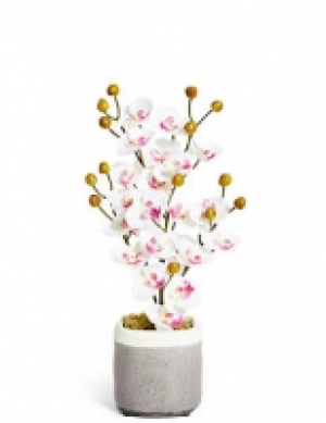 Medium Crackle Orchid