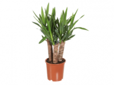 Yucca Stem 4.99 €