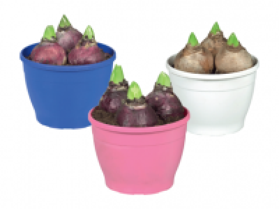 Lidl  Hyacinth Bulb in Coloured Pot