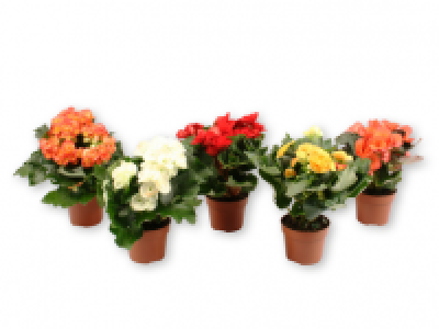 Begonia Elatior Half Volcano 2.99 €