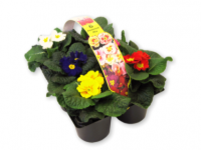 6 Pack Primroses 3.99 €