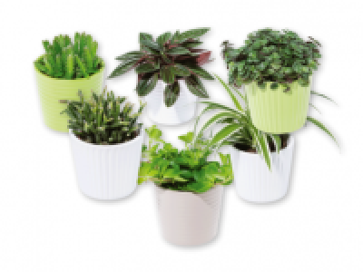 Mini Succulents in Stone Pot 2.29 €