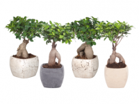 Lidl  Ficus Ginseng in Square Ceramic Pot