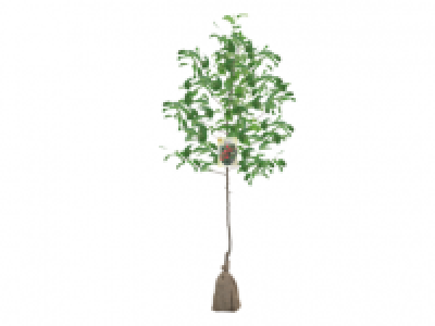 Bare Root Fruit Tree