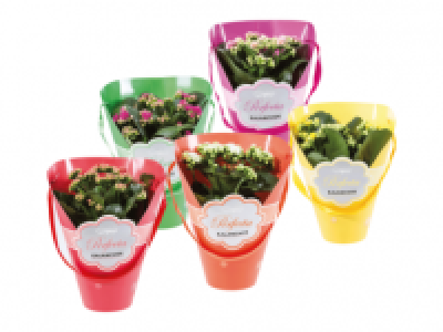 Kalanchoe in Luxury Gift Sleeve 5.99 €