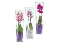 Lidl  Phalaenopsis in Vase