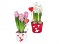 Lidl  Valentine Hyacinth