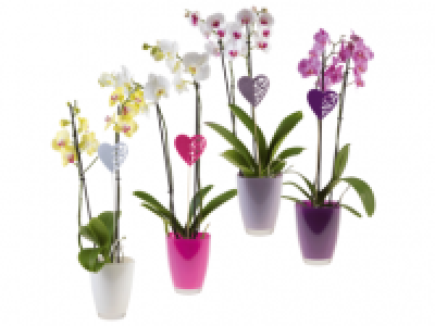 Valentines Orchid in Ceramic Pot 12.99 €
