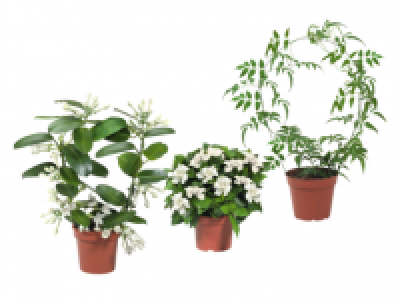 Stephanotis/Jasmine/Gardenia 7.99 €