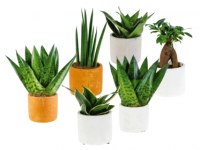 Lidl  Easy Care Plants in Ceramic Pot