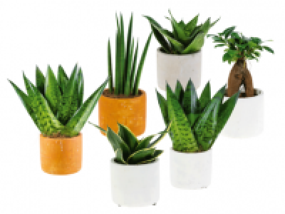 Easy Care Plants in Ceramic Pot 5.99 €