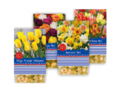 Lidl  Potted Spring Bulbs