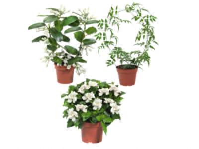 Stephanotis/Jasmine/ Gardenia 7.99 €