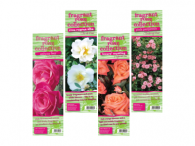 Lidl  Bare Root Fragrant Rose Bushes