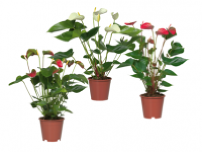 Anthurium 5.99 €