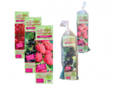 Triple Pack Bare Root Fruit Bushes 2.99 €