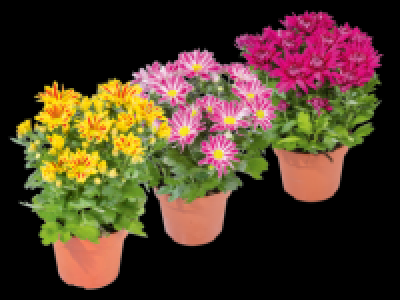 Chrysanthemum Elle Fleur 5.99 €