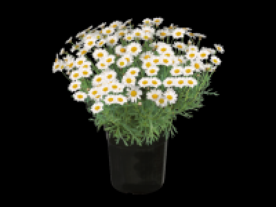 Large Marguerite Bush 8.99 €