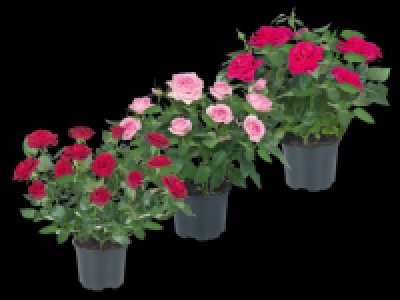 Mini Rose 2.99 €