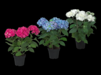 Hydrangea 7.99 €