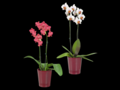 Phalaenopsis in Ceramic Pot 6.49 €