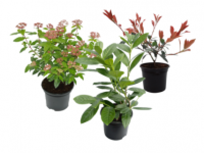 Hedging Laurel 4.49 €