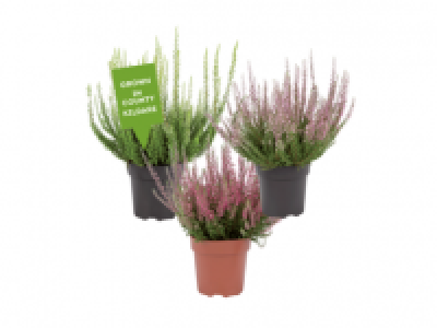 Small Spring Flowering Heather 1.79 €