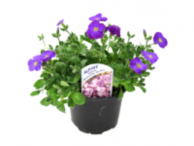 Aubretia 1.49 €