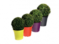 Lidl  Large Buxus Ball in coloured pot