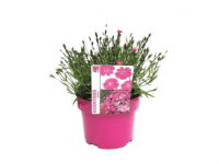 Lidl  Dianthus Oscar Violet < Pink