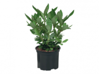 Giant Rhododendron 14.99 €