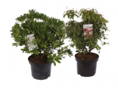 Large Pieris 5.99 €