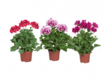 English Geranium 2.99 €