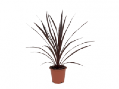 Lidl  Cordyline red star