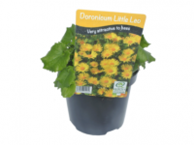 Lidl  Doronicum Little Leo