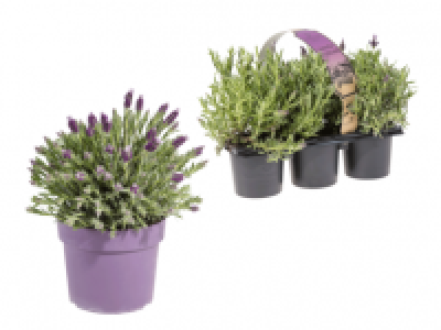 Lidl  Lavender / Lavender 3 Pack