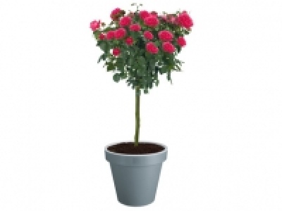 Planter 4.99 €