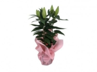 Potted Oriental Lily 7.99 €