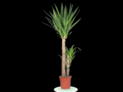 LARGE INDOOR PLANT