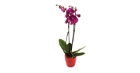 Aldi  Twin Stem Orchid