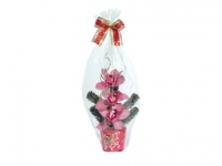 Lidl  Mothers Day Tiered Orchid