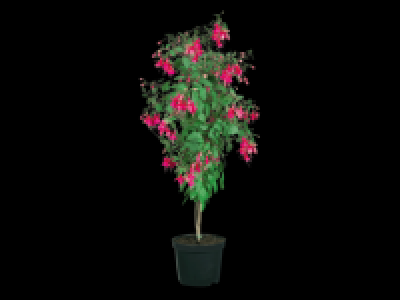 Stem Fuchsia 9.99 €