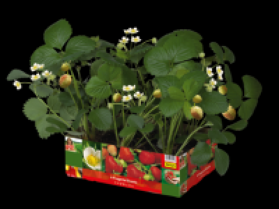 Strawberry Plant 6 pack 4.99 €